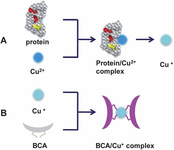 assay on reaction